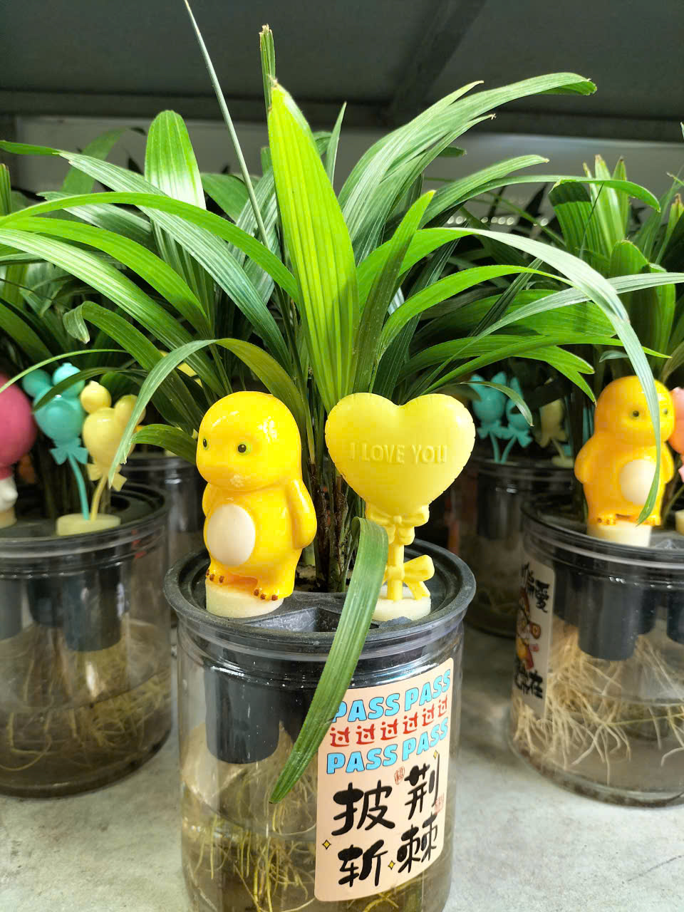 cây mật cật thủy sinh trồng chậu để bàn